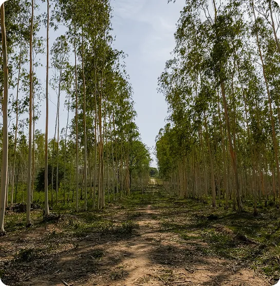 Bosque de Eucalipto Green Haven, inversión inmobiliaria en condominio campestre en Baranoa con lotes residenciales y entorno natural sostenible